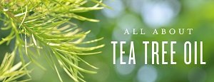 All About Tea Tree