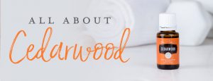 All About Cedarwood