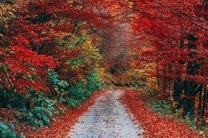Fall Walk Diffuser Blend