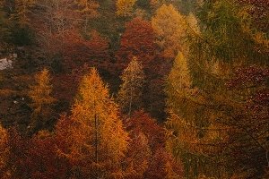 Wonders of Fall Diffuser Blend