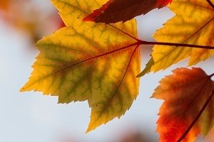 Easy Autumn Diffuser Blend