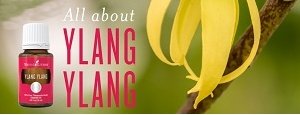 All About Ylang Ylang