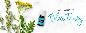All About Blue Tansy Essential Oil