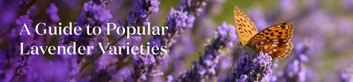 A guide to popular lavender varieties